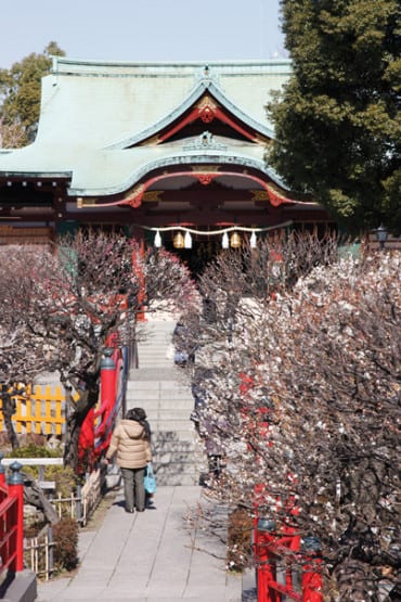 KameidoTenjin(Ume)