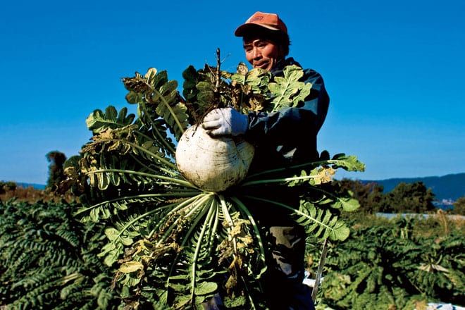 web_Sakurajima-daikon