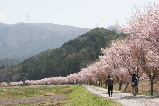 web20_名倉川沿いコヒガン桜１